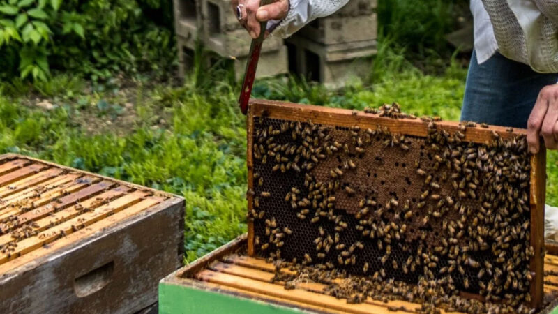 Beekeeper pulling a frame out of the hive box