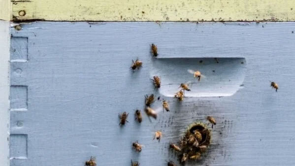 Bees crawling around on their beehive box
