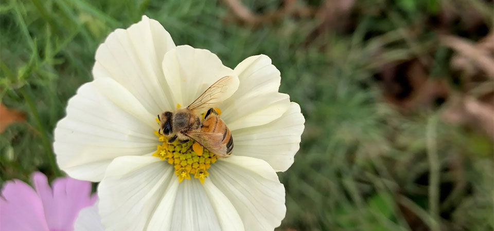 Bee sitting on a white flower